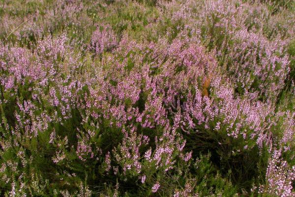 Best Shrubs to Plant in Fall - Heather (Calluna vulgaris)