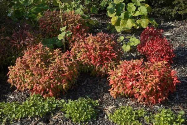 Best Shrubs to Plant in Fall - Heavenly Bamboo (Nandina domestica)