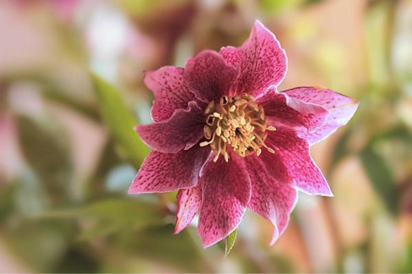 Hellebore Plants - Care, Watering and Propagation - Hellebore characteristics