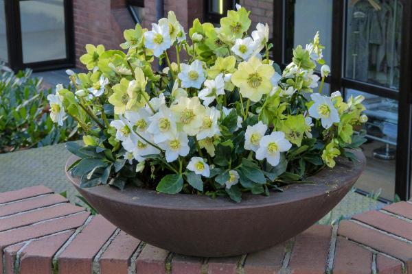 Hellebore Plants - Care, Watering and Propagation - Hellebore light, temperature and location