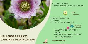 Hellebore Plants - Care, Watering and Propagation