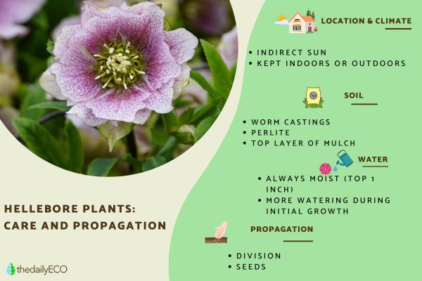 Hellebore Plants - Care, Watering and Propagation