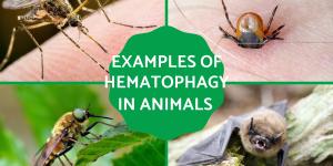 Hematophagy in Animals Examples