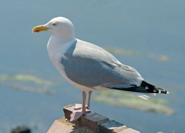 Are There Different Kinds of Seagulls? - Herring Gull (Larus argentatus)