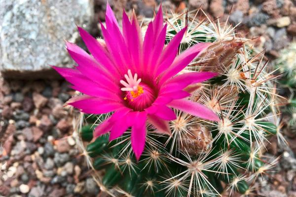 Types of Small Cactus Plants for Pots - Hester's foxtail cactus (Escobaria hesteri)