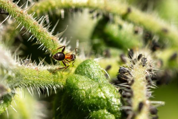 Different Types of Nutrition - Heterotrophic nutrition
