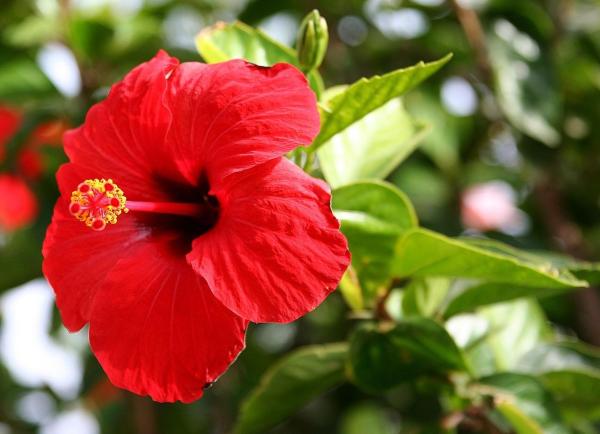 Low Maintenance Plants for Full Sun Gardens - Hibiscus
