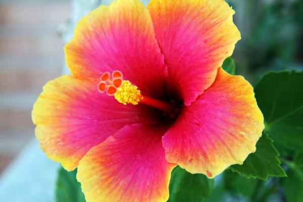 Top 10 Plants with Big Flowers - Hibiscus