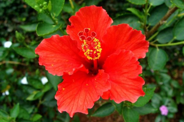 What Are Perennial Plants? - Hibiscus (Hibiscus spp.)