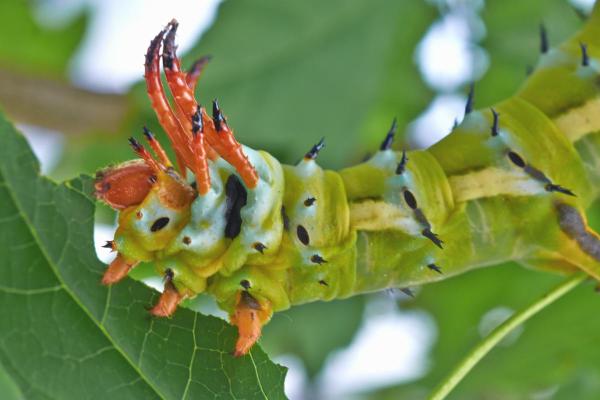 Different Types of Caterpillars - Hickory horned devil (Citheronia regalis)