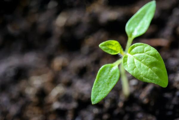 What is Soil Science Study? - Definition and Importance - History of soil science