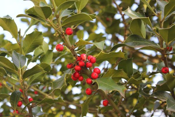 Types of Poisonous Trees - Toxic Trees to Humans - Holly (Ilex aquifolium)