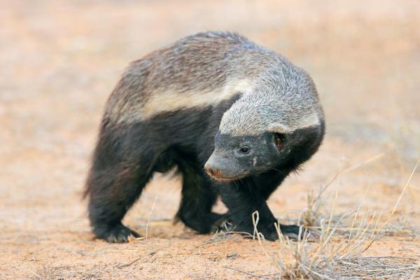Different Types of Badgers - Honey badger (Mellivora capensis)
