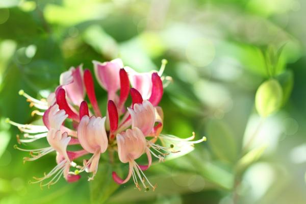 Flowers That Attract Hummingbirds - Honeysuckle
