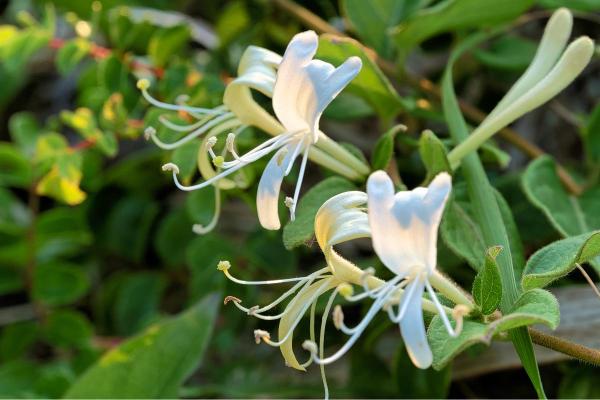 Top Indoor Climbing Plants for Beginners - Honeysuckle (Lonicera spp.)
