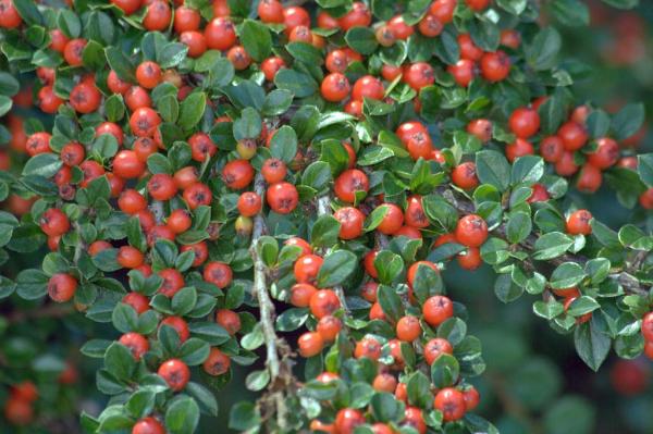 Best Shrubs to Plant in Fall - Horizontal Cotoneaster (Cotoneaster horizontalis)