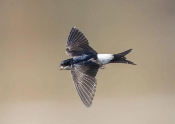 Difference Between the Swift, Swallow and House Martin - House martins characteristics and behavior