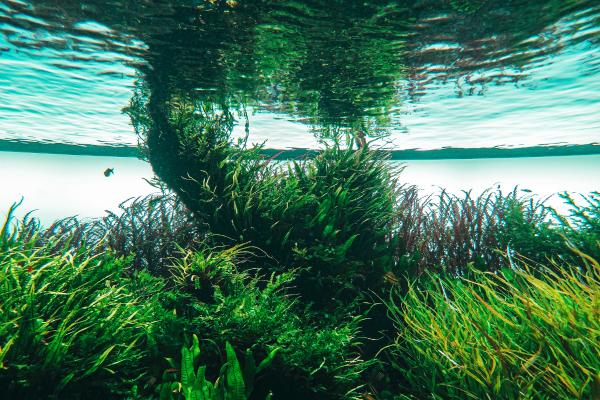 How Does an Algae Reproduce? - How algae reproduce
