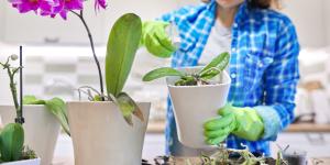 How and When to Repot an Orchid