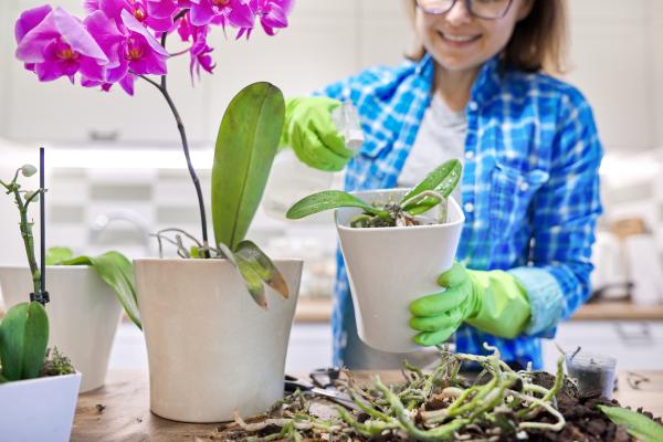 How and When to Repot an Orchid