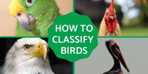 How Are Birds Classified?