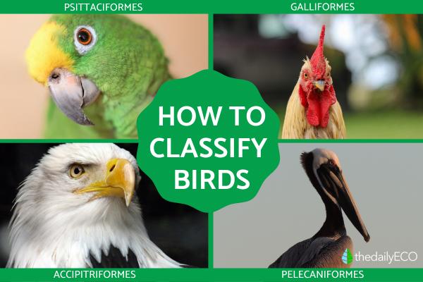 How Are Birds Classified?