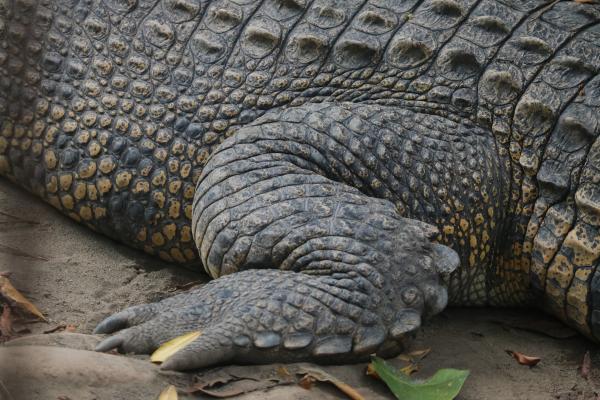 Why the Saltwater Crocodile is the Ultimate Apex Predator - How are saltwater crocodiles different from other crocodiles?