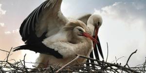 How Birds Reproduce - Stages of Bird Reproduction