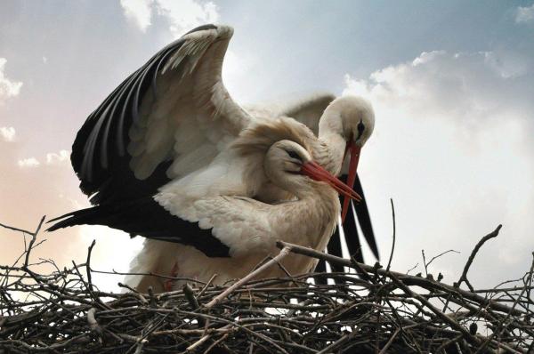 How Birds Reproduce - Stages of Bird Reproduction