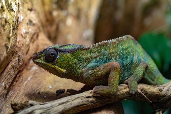 What Causes Chameleons to Change Color? - How chameleons change color