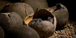 How Did Dinosaurs Reproduce?