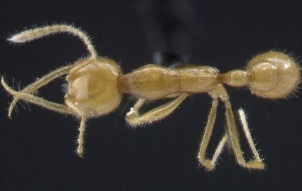 Are Ants Blind? - How do ants see?