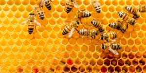 How Do Bees Communicate?