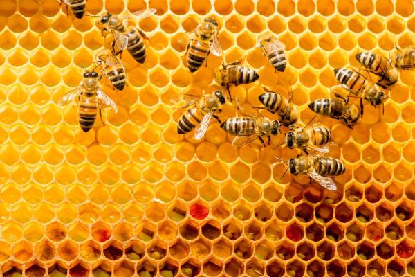 How Do Bees Communicate?