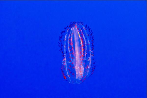 What Are Ctenophores? A Guide to Comb Jellies - How do ctenophores reproduce?