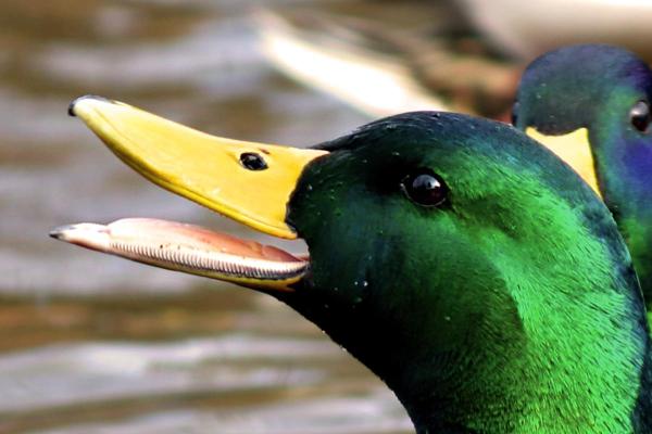 Do Ducks Have Teeth? - How do ducks eat?