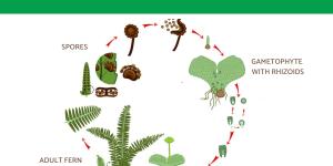 How Do Ferns Reproduce?