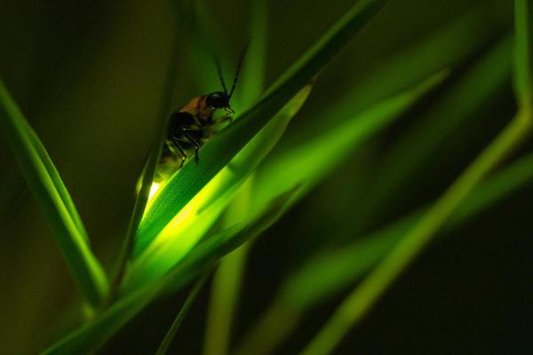 How Do Fireflies Produce Light? - How do fireflies light up?