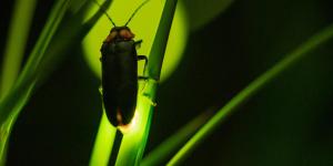 How Do Fireflies Produce Light?