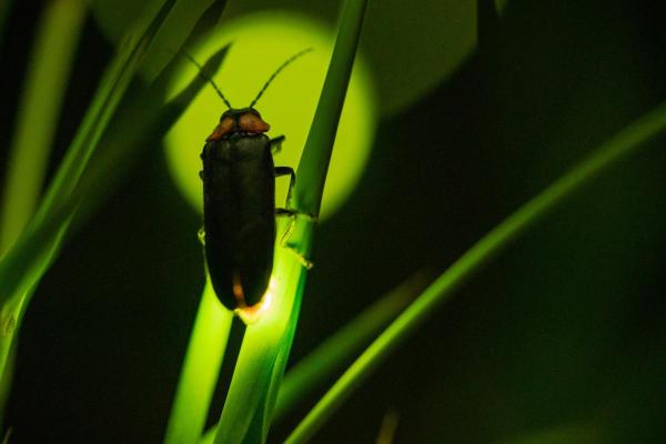 How Do Fireflies Produce Light?