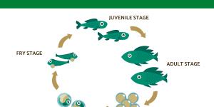 How Do Fish Grow? - Fish Life Cycle