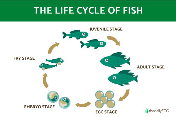 How Do Fish Grow? - Fish Life Cycle