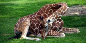 How Do Giraffes Sleep?
