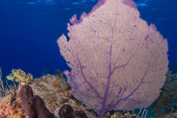 Gorgonian Coral - Characteristics, Habitat and Diet - How do gorgonian corals reproduce?