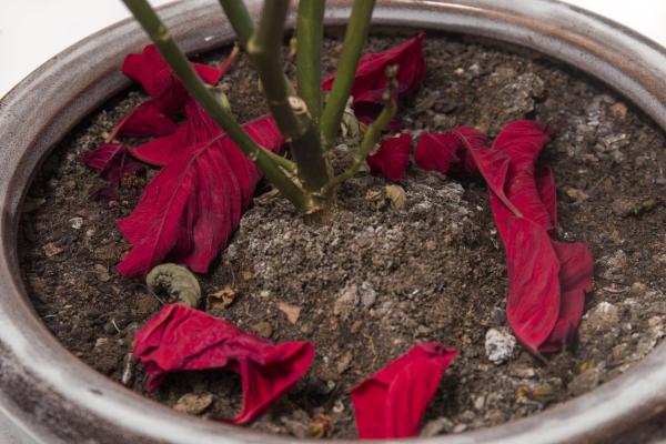 How to Bring a Poinsettia Back to Life - How do I know if my poinsettia is healthy?