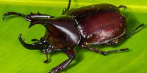 How Do Insects Breathe? - Tracheal Respiration