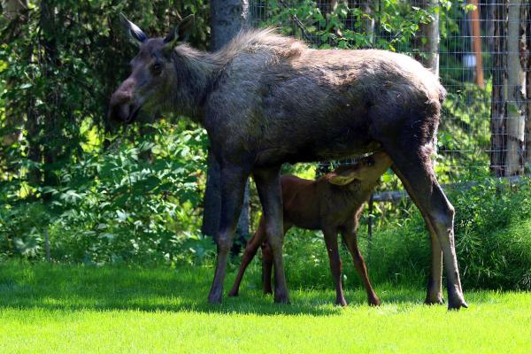 What Are the Different Types of Moose? - How do moose reproduce?