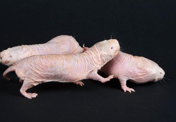 Do All Animals Feel Pain? - How do naked mole rats perceive pain?