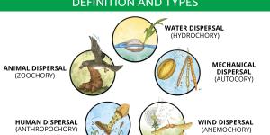 How Do Plants Spread Seeds?