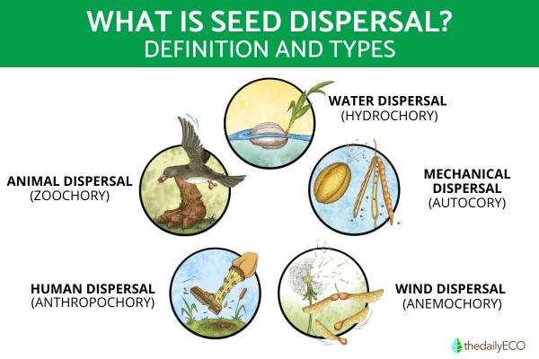 How Do Plants Spread Seeds?